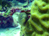 Eel