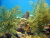 Reef