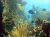 Reef
