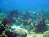 Reef